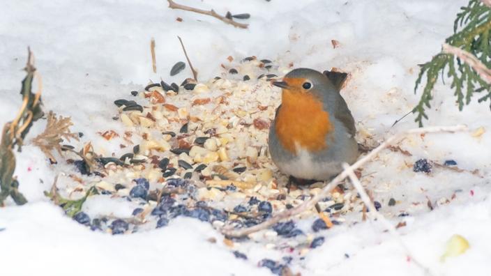 Ce rouge-gorge est le tout premier vu au Canada