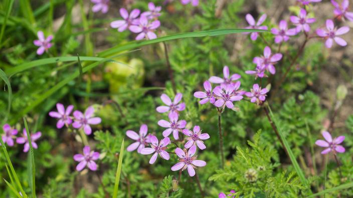 Ce que la présence de bec-de-grue dit (vraiment) de votre jardin