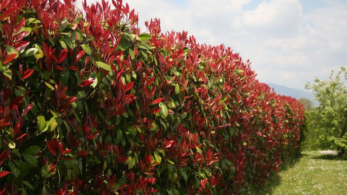 Haies et allergies : quelles plantes choisir pour un jardin sans pollen ?
