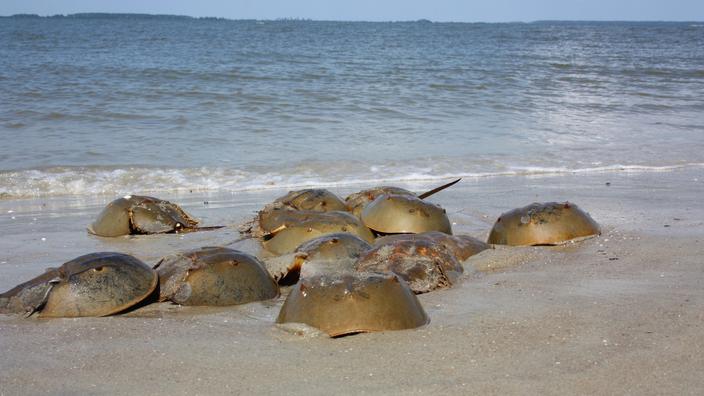 Industrie pharmaceutique : menace sur les limules, ces « fossiles vivants » dont le sang bleu est vendu 12 000 euros le litre