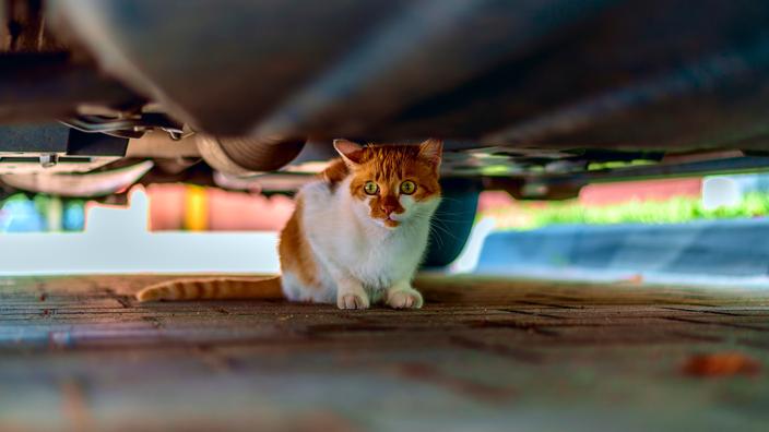 BYD dépose le brevet d’une technologie qui pourrait empêcher votre voiture de démarrer si un animal se cache dessous