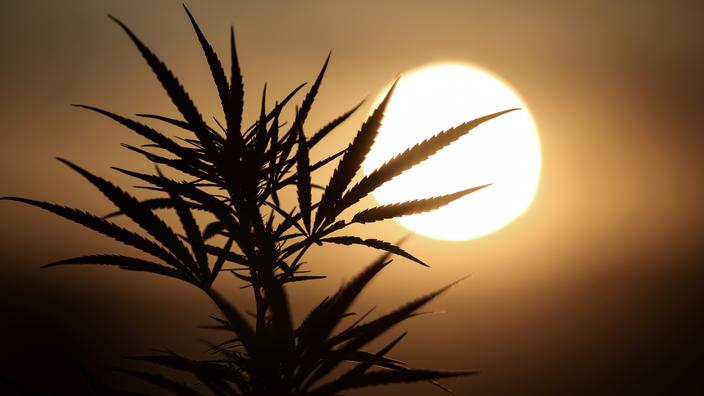GÃ©rald Darmanin qualifie Ã  nouveau le cannabis de Â«merdeÂ»
