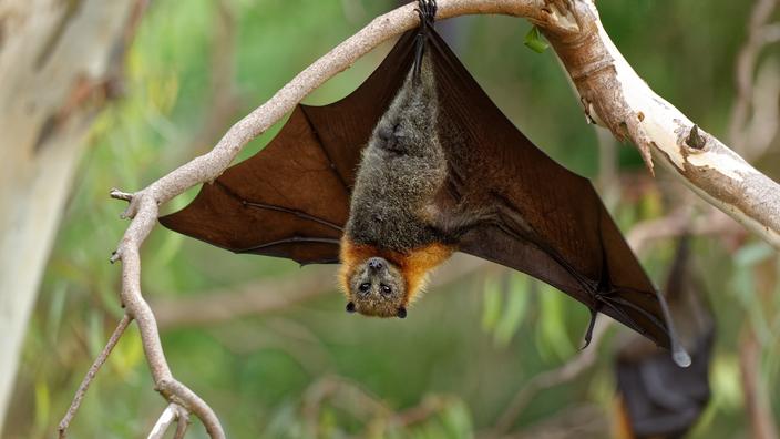 Le cas extrêmement rare d’un homme mort de la rage après avoir été en contact avec des chauves-souris