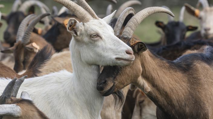 they kill three goats and cook them in the courtyard of their building