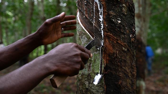 Europe’s rubber addiction is killing Africa’s tropical forests