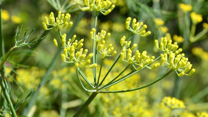 happy house plants Plant Food Starter Kit main image 0