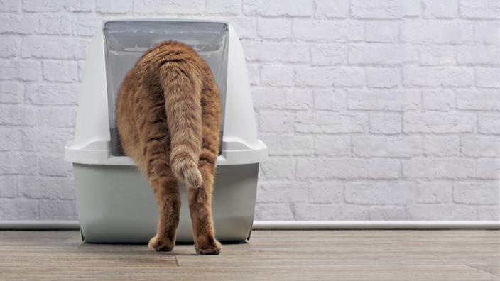 Mon chat urine partout dans la maison : que faire ?
