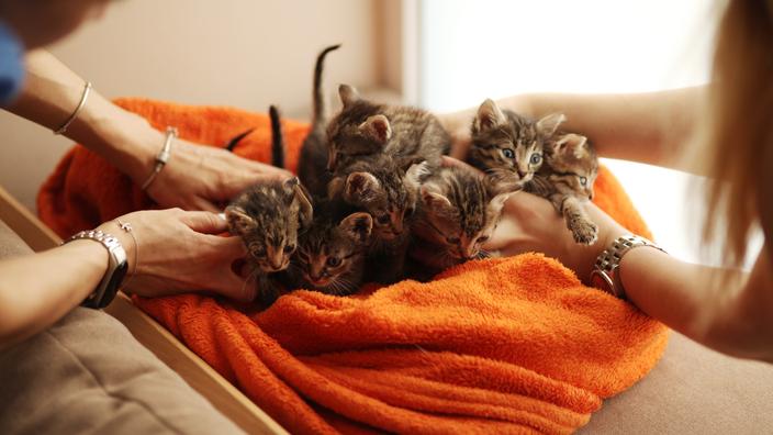 what age kittens weaned