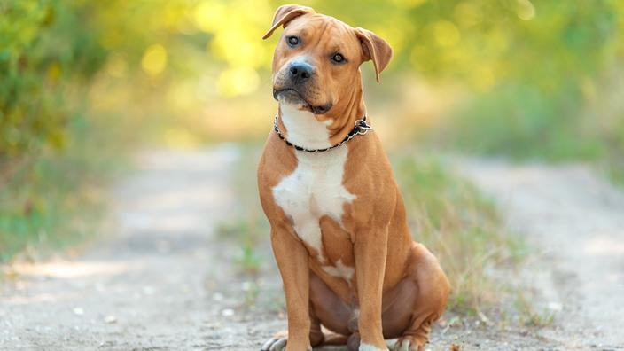 Staffordshire Terrier américain : origine, taille et caractère