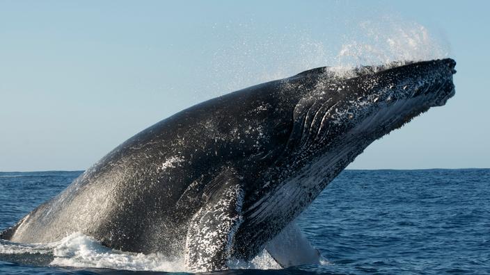 Pas-de-Calais: a humpback whale of almost ten meters runs aground - The ...