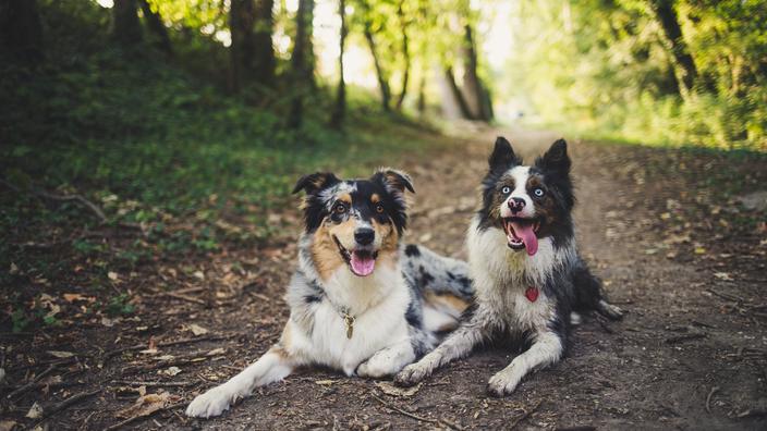 Border collie ou Berger australien : lequel choisir