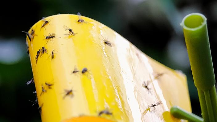 5 façons naturelles d'éliminer les moucherons à la maison