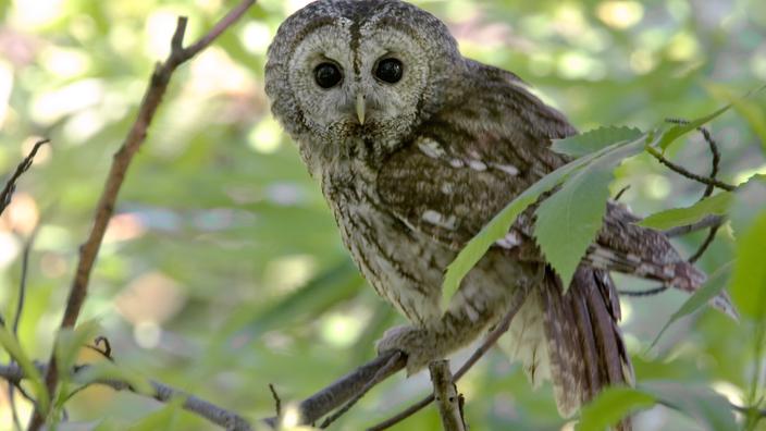 Quels sont les oiseaux qui chantent la nuit