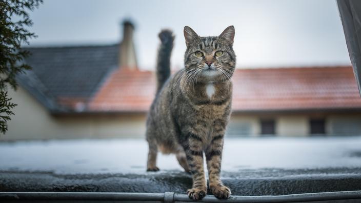 Jusqu A Quel Age Grandit Un Chat De Gouttière Qu'appelle-t-on un chat de gouttière
