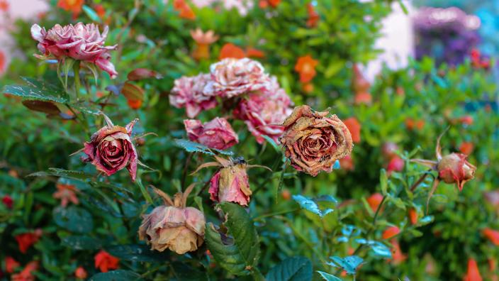 Que Faire Des Fleurs Fan es que-faire-des-fleurs-fan-es