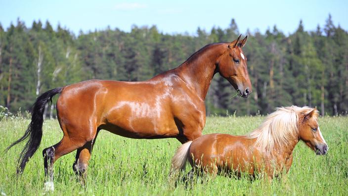 Rênes Allemandes Horka Pour Équitation - Caoutchouc Et Cuir, Noir/Argent - Taille Cheval/Poney