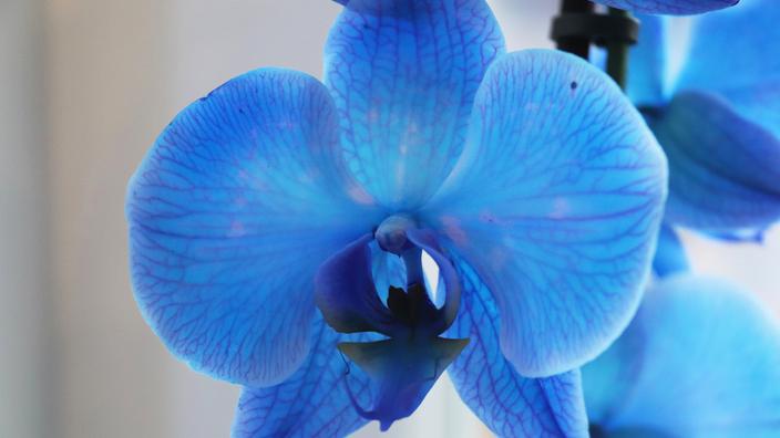 l-orchid-e-bleue-tout-savoir-sur-cette-fleur