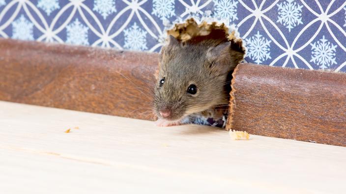 Comment se débarrasser d'une souris dans une maison