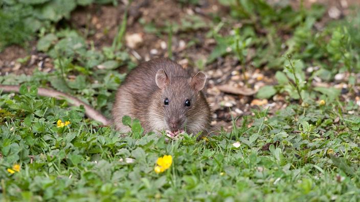 Comment Se Dbarrasser Des Rats Une Bonne Fois Pour Toute