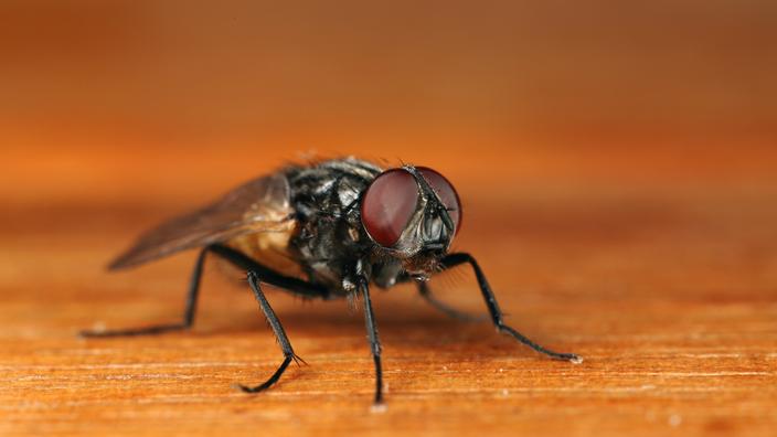 7 astuces pour se débarrasser des mouches à la maison