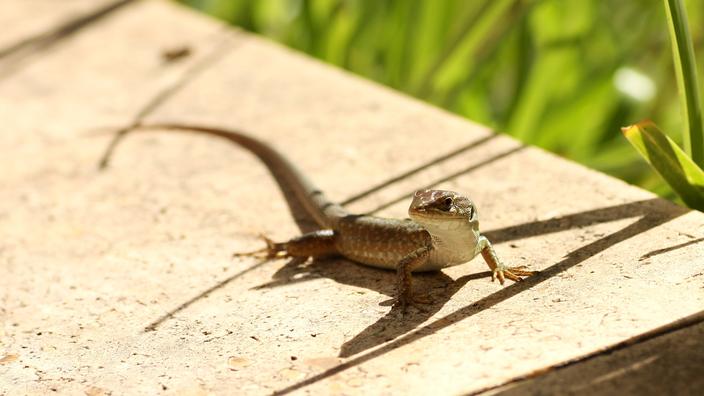 comment se débarrasser des lézards dans le jardin