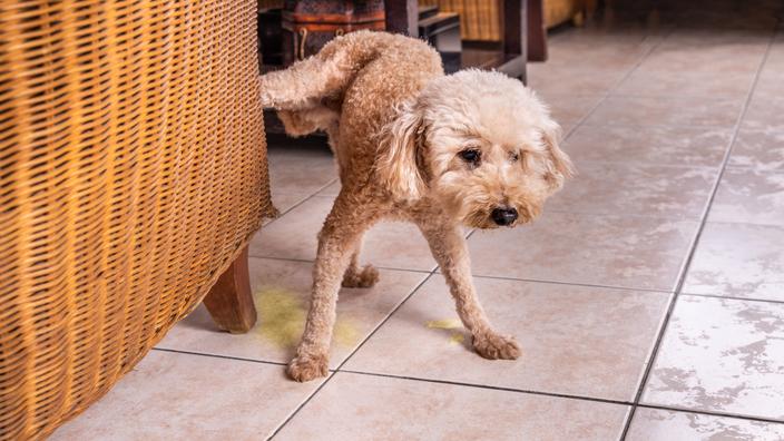 Mon chien urine partout dans la maison : que faire