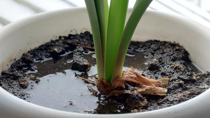 Plante Trop Arrosée Que Faire