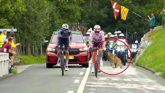 Tour de France 2023 : un chien se jetant sur la route à deux doigts d'être  percuté par une voiture