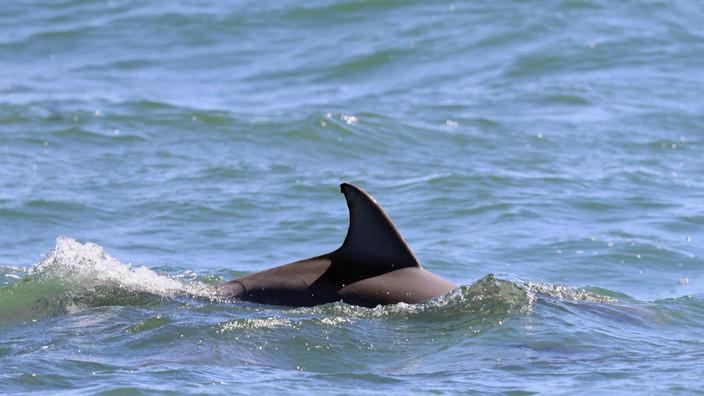 Gironde : un dauphin échoué secouru au bassin d’Arcachon