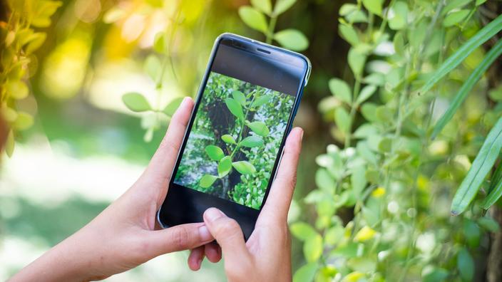 5 applications gratuites pour reconnatre les plantes