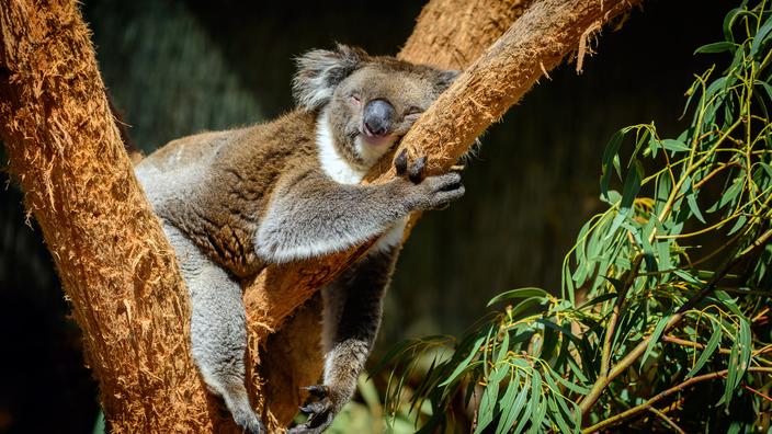 Les 8 animaux qui dorment le plus longtemps