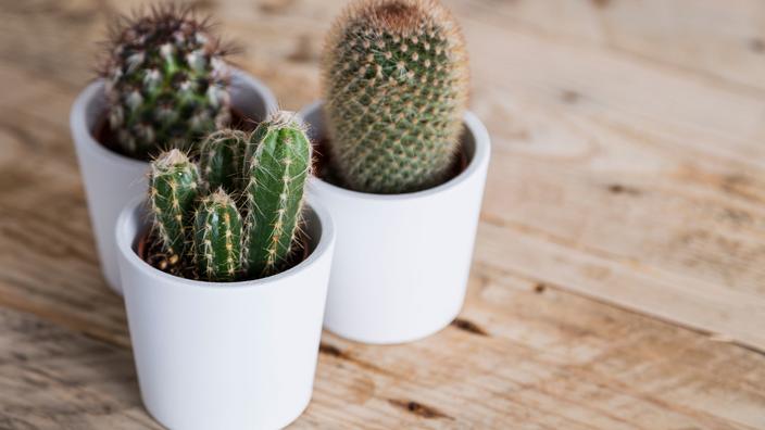 Comment entretenir un cactus ?