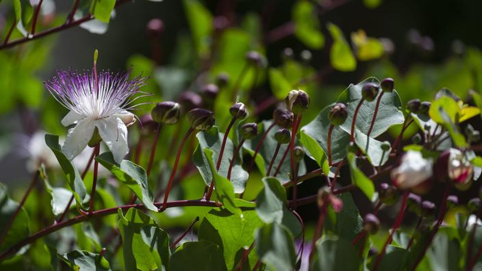 Comment faire pousser un câprier