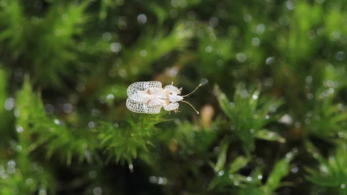 Le tigre du platane, un petit insecte piqueur qui affole les Parisiens
