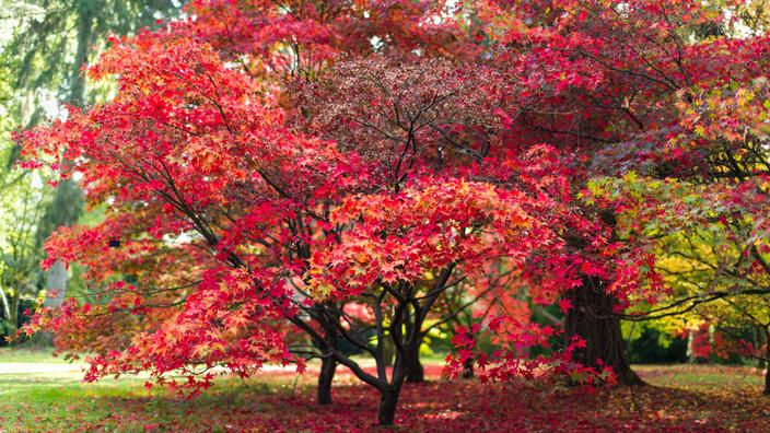 7 arbres et arbustes aux feuilles rouges