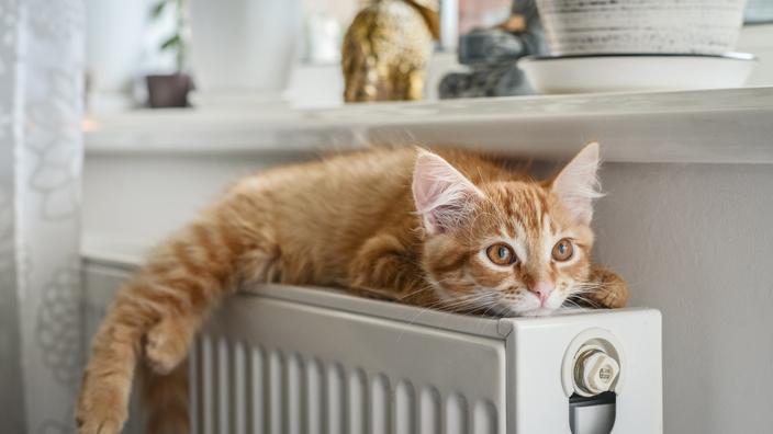 L'Écosse assure ne pas vouloir interdire les chats dans le pays
