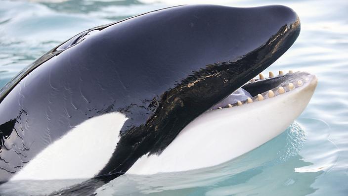 Marineland d’Antibes : les images d’une orque stimulée sexuellement ...