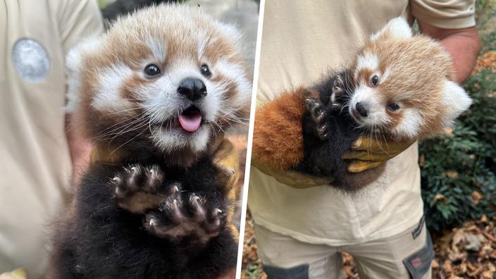 Ce n’était jamais arrivé en 12 ans : deux irrésistibles bébés pandas ...