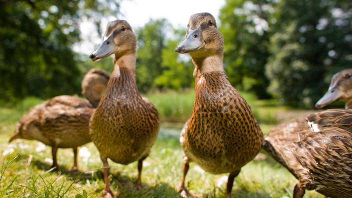 Quiz : saurez-vous reconnaître ces 10 espèces de canards