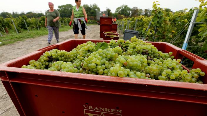 Le vignoble de la maison de champagne Pommery-Vranken à Reims.
