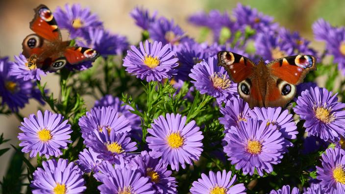 l-aster-la-fleur-qui-refuse-de-voir-l-t-se-terminer