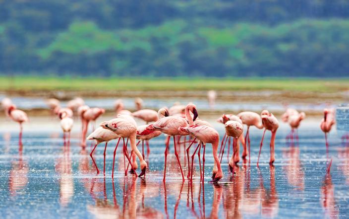 Lake Nakuru national park