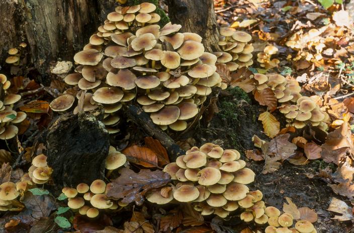 Tapis De Souris En Cuir Avec Motif Champignons Et Plantes