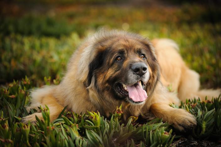 le-leonberg-origine-taille-et-caract-re