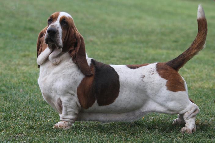 basset-hound-origine-taille-et-caract-re