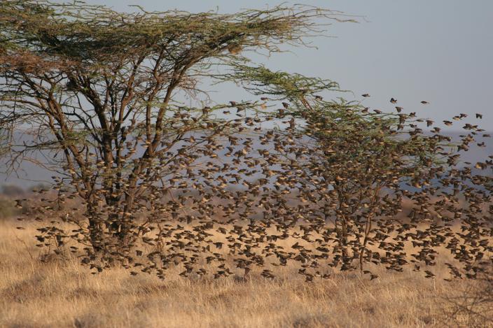 Samburu national park