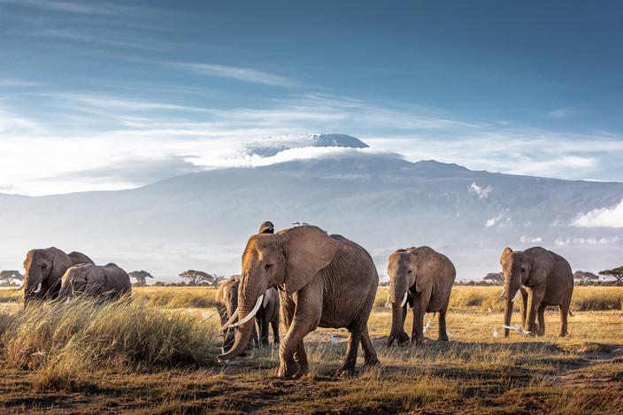 Amboseli national park