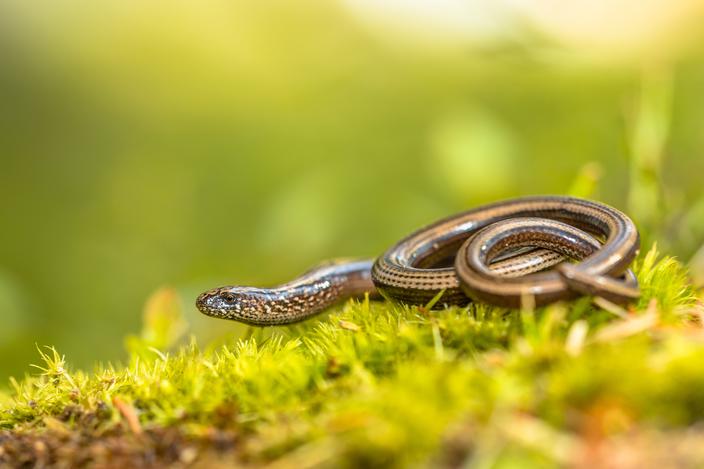 Comment Reconnaître Un Serpent Dans Son Jardin