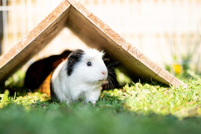 Cochon d'Inde : habitat, alimentation et prix