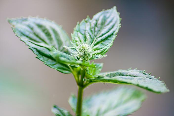 HOME DEFENSE® Poudre Répulsive Rats, Souris Et Mulots, 100 G | Home Defense